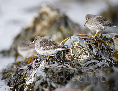 BB 13 0625 / Calidris maritima / Fjæreplytt
